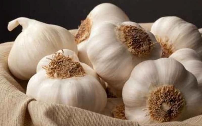 تصویر 2 از سیر خراسان بلند عطر کوهستان و طعمی ماندگار